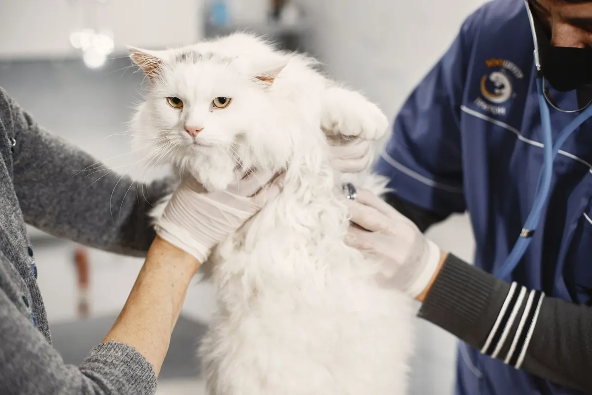 Gato branco de pelo longo sendo examinado por mãos com luvas
