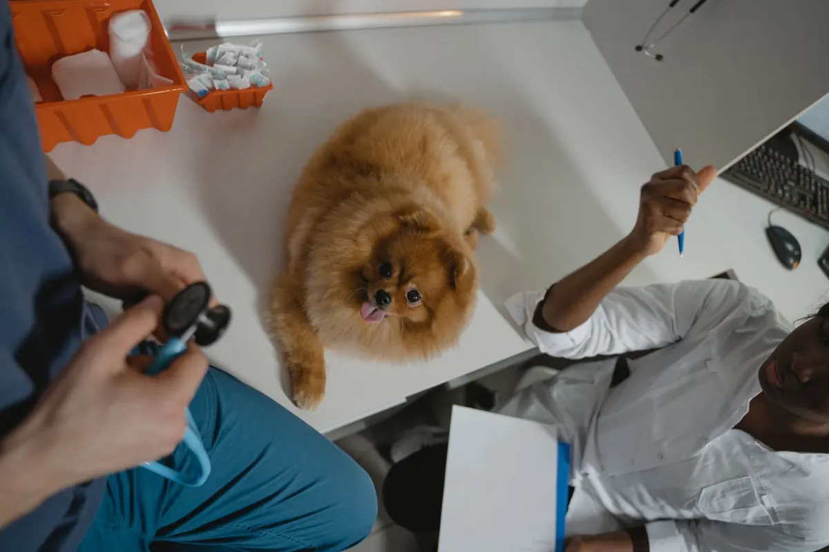 Lulu-da-pomerânia em cima da mesa de atendimento, vista de cima